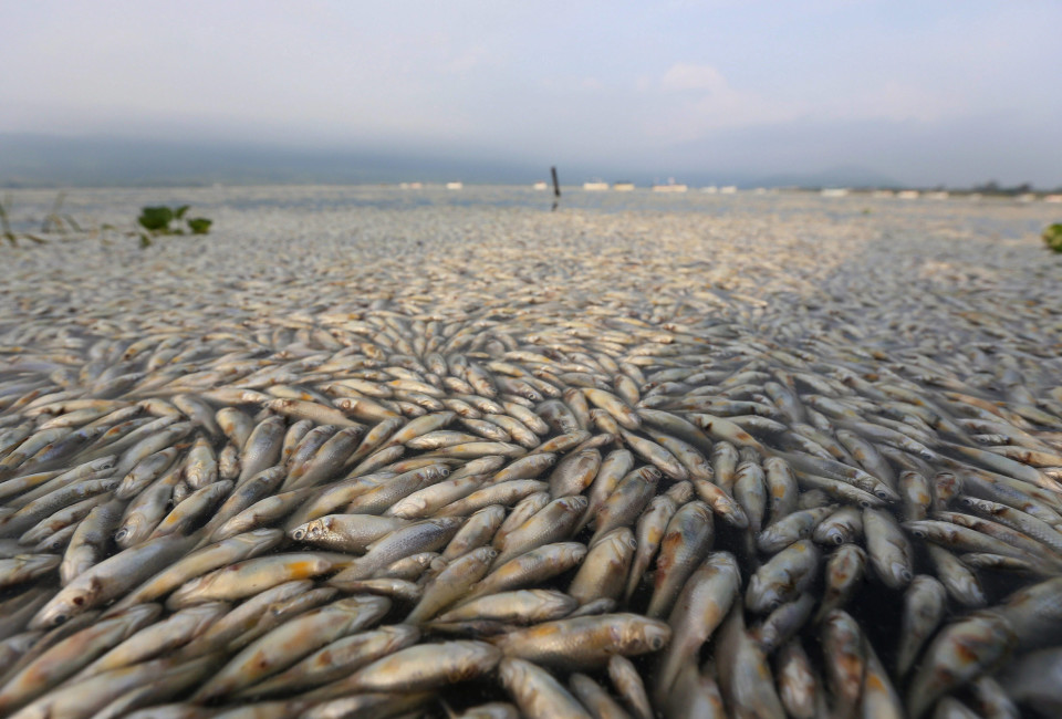 Fishermen, firefighters, and Agriculture, Cattle, Rural Development, Fish and Food Secretary personnel collaborate in the cleaning of dead fish in the Cajititlan lake. Close to 50 tons of fishes have died over the last six days from unknown causes, for which the Mexican State Attorney for Environmental Protection (Proepa) triggered an environmental contingency in the area.